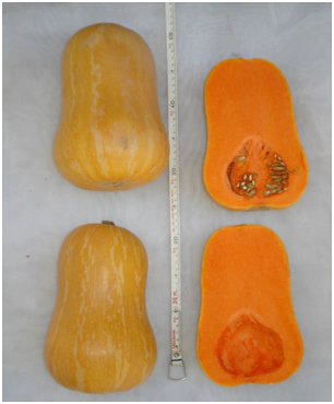 venta de semillas zapallo cokena