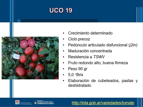 SEMILLAS TOMATE Uco-19 (industria)