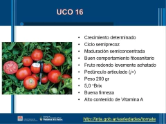 SEMILLAS TOMATE Uco-16 (mercado fresco)
