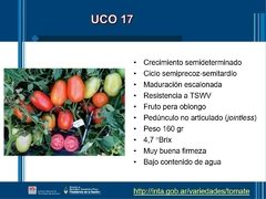 SEMILLAS TOMATE Uco-17 (mercado fresco)