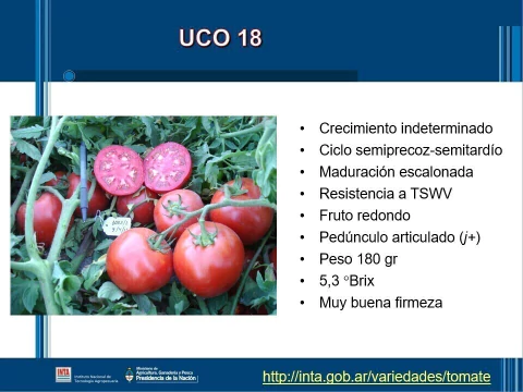 SEMILLAS TOMATE Uco-18