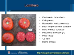 SEMILLAS TOMATE Lomitero (Mercado fresco)