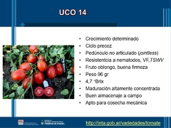 SEMILLAS TOMATE Uco-14 (doble propósito) amo