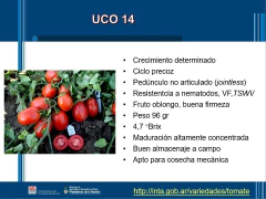 SEMILLAS TOMATE Uco-14 (doble propósito)