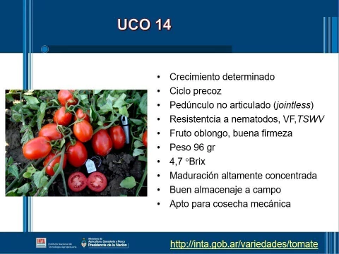 SEMILLAS TOMATE Uco-14 (doble propósito)