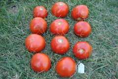 venta de semillas para mercado fresco