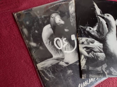 LP Os Paralamas Do Sucesso - Os Grãos - loja online