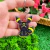 Chaveiro Eeveelutions - loja online
