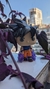 Funko Pop Goku Ultra Instinct 1232 Exclusivo Nycc 2022 - tienda online