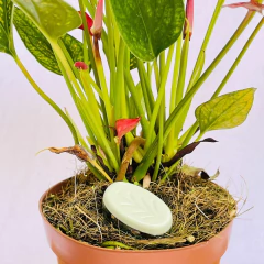 Orgonite - Orgo Save Plant - Fertilizante e Estabilizador Energético - Jardim Feliz na internet