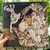 LP KATE BUSH