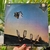 Imagem do LP KATE BUSH