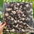 LP KATE BUSH - loja online