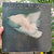 LP > FLORA PURIM