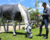 Cabresto TAEHalter Caramelo - True Ability Equus