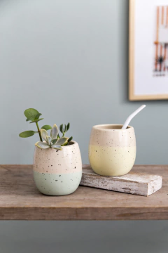 Ovo bicolor maceta en internet