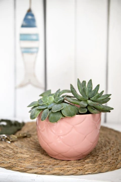 Oasis maceta - comprar online