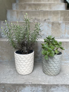 Maceta Jano en internet