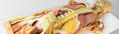Banner da categoria Série de Anatomia Impressa em 3D