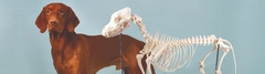 Banner da categoria Veterinária