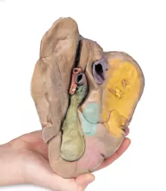 Modelo 3D de Fígado com Vasos e vesícula biliar - Medical-X | Simuladores Para Treinamento Médico