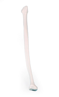 Modelo Anatômico de Fíbula