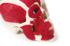 Modelo Anatômico de Crânio com musculatura - comprar online