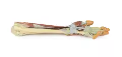 Modelo 3D de Antebraço e Mão - dissecação profunda - comprar online