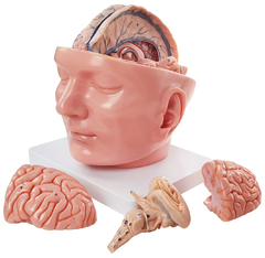 Modelo Anatômico de Cabeça com Dura Mater e Cérebro, em 10 partes - comprar online