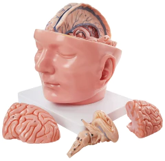 Modelo Anatômico de Cabeça com Dura Mater e Cérebro, em 10 partes - comprar online