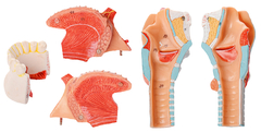Modelo Anatômico de Larringe com Língua e Dentes, tamanho real, em 5 partes - comprar online