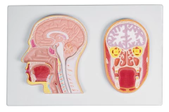 Modelo Anatômico de Seção frontal e mediana da cabeça