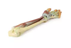 Imagem do Modelo 3D de Antebraço e Mão - dissecação profunda
