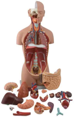 Modelo Anatômico de Torso assexuado em 16 partes - comprar online