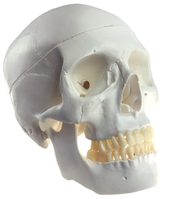 Modelo Anatômico de crânio, em 3 partes - comprar online