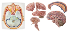Modelo Anatômico de Cérebro de Luxo em Plano Craniano, com dura-máter, 7 partes - comprar online