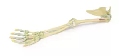 Modelo 3D de Ligamentos do Membro Superior - loja online