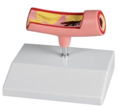 Modelo Anatômico de Artéria