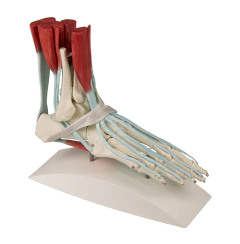 Modelo Anatômico de Esqueleto de pé com ligamentos na internet