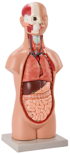 Modelo Anatômico de Mini Torso em 12 peças