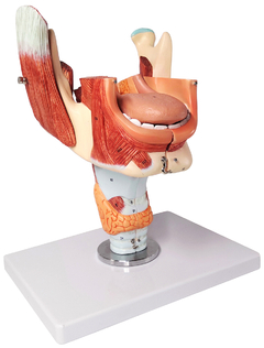 Modelo Anatômico de Língua com Maxilar Inferior e Laringe, 2x Tamanho Natural, em 5 partes