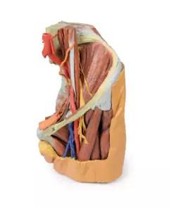 Modelo 3D de Pelve Esquerda Feminina e Coxa Proximal