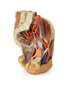 Modelo 3D de Pelve Esquerda Feminina e Coxa Proximal - Medical-X | Simuladores Para Treinamento Médico