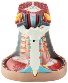 Modelo Anatômico de Mediastino, tamanho real - comprar online