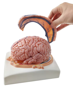 Modelo Anatômico de Cérebro de Luxo em Plano Craniano, com dura-máter, 7 partes na internet