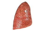 Imagem do Modelo Anatômico de Torso assexuado em 16 partes