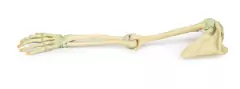Modelo 3D de Ligamentos do Membro Superior - comprar online