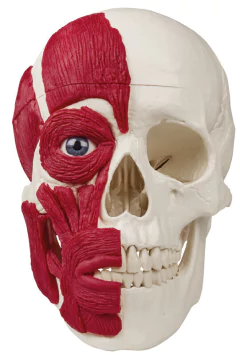 Modelo Anatômico de Crânio com musculatura