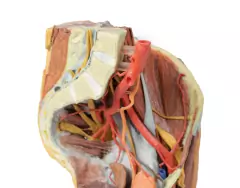 Imagem do Modelo 3D de Pelve Esquerda Feminina e Coxa Proximal