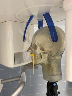 Simulador de Cabeça com Vértebras Cervicais para Prática de Raio-X, Transparente (Phantom) - loja online